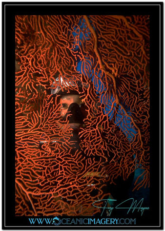 Award winning underwater photo of a diver, human in the sea interacting with marine life in the ocean on a beautiful coral reef with by photographer Troy Mayne from Oceanic Imagery.