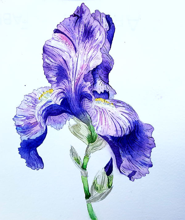 Iris_Watercolor_V2.png