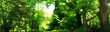 Balloo Woodland