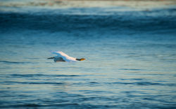 Flying Through Malibu Lagoon
