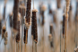 Cat Tails