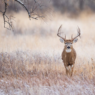 CWD Arkansas Deer Herd