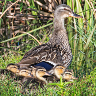 Arkansas duck hunting podcast