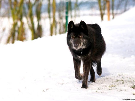 Full 21 Black Wolf W Windows Ultimate Key Cracked X32 Download