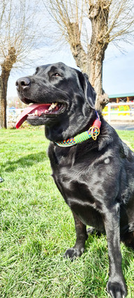 Collar Fantasia anillas