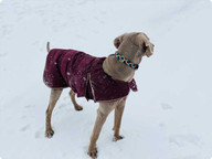 Collar hebilla Kurra