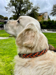 Collar Hebilla Tranco