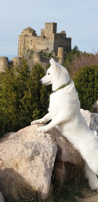 Collar anillas Shiba