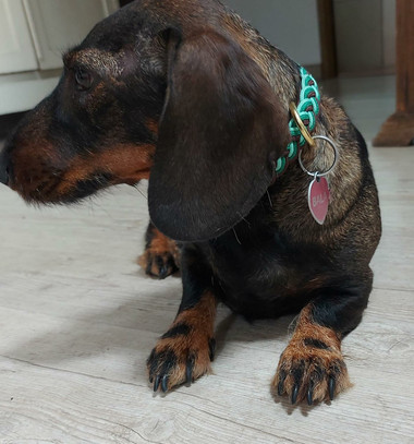 Collar hebilla Bala