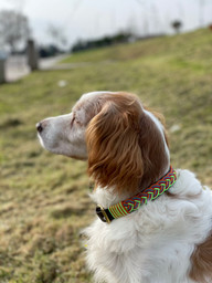 Collar hebilla Hope