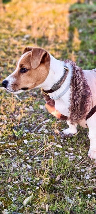 Collar Hebilla Forest