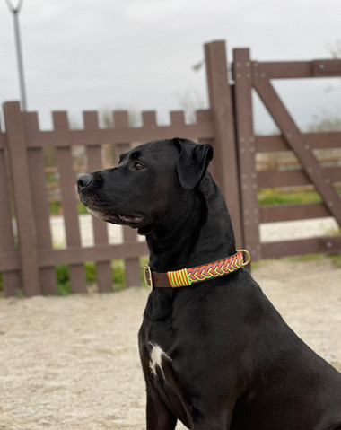 Collar Hope Hebilla