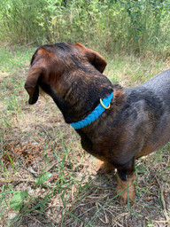 Collar hebilla Azul
