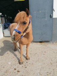 Cabezada poni Lancelot