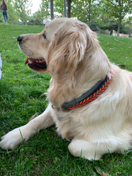 Collar Yuca anillas