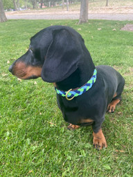 Collar hebilla Tormenta