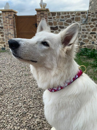 Collar Anillas Kiara