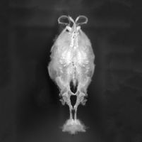 Death become Life – B2.jpg