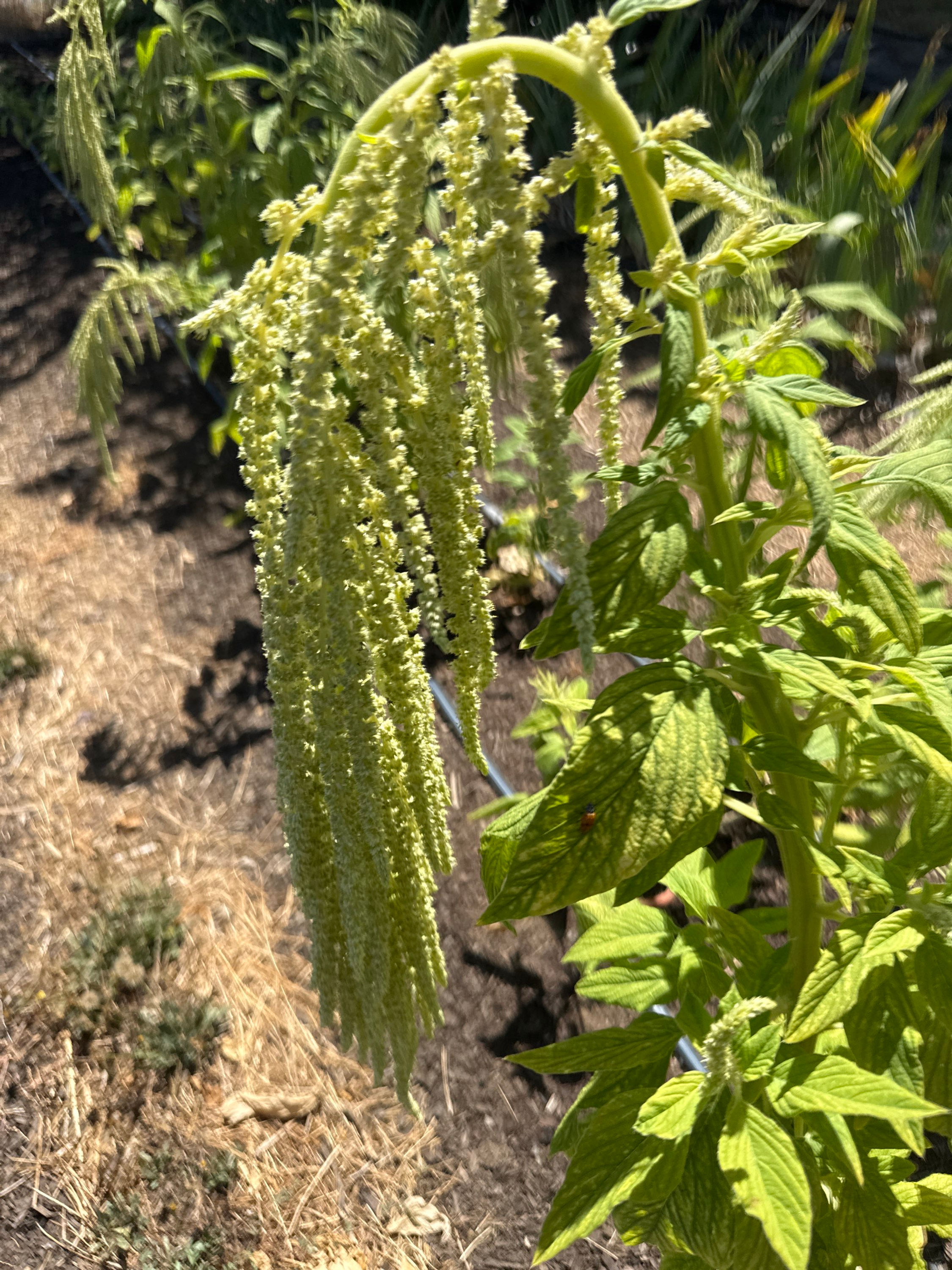 Amaranth-Emerald Tassels 