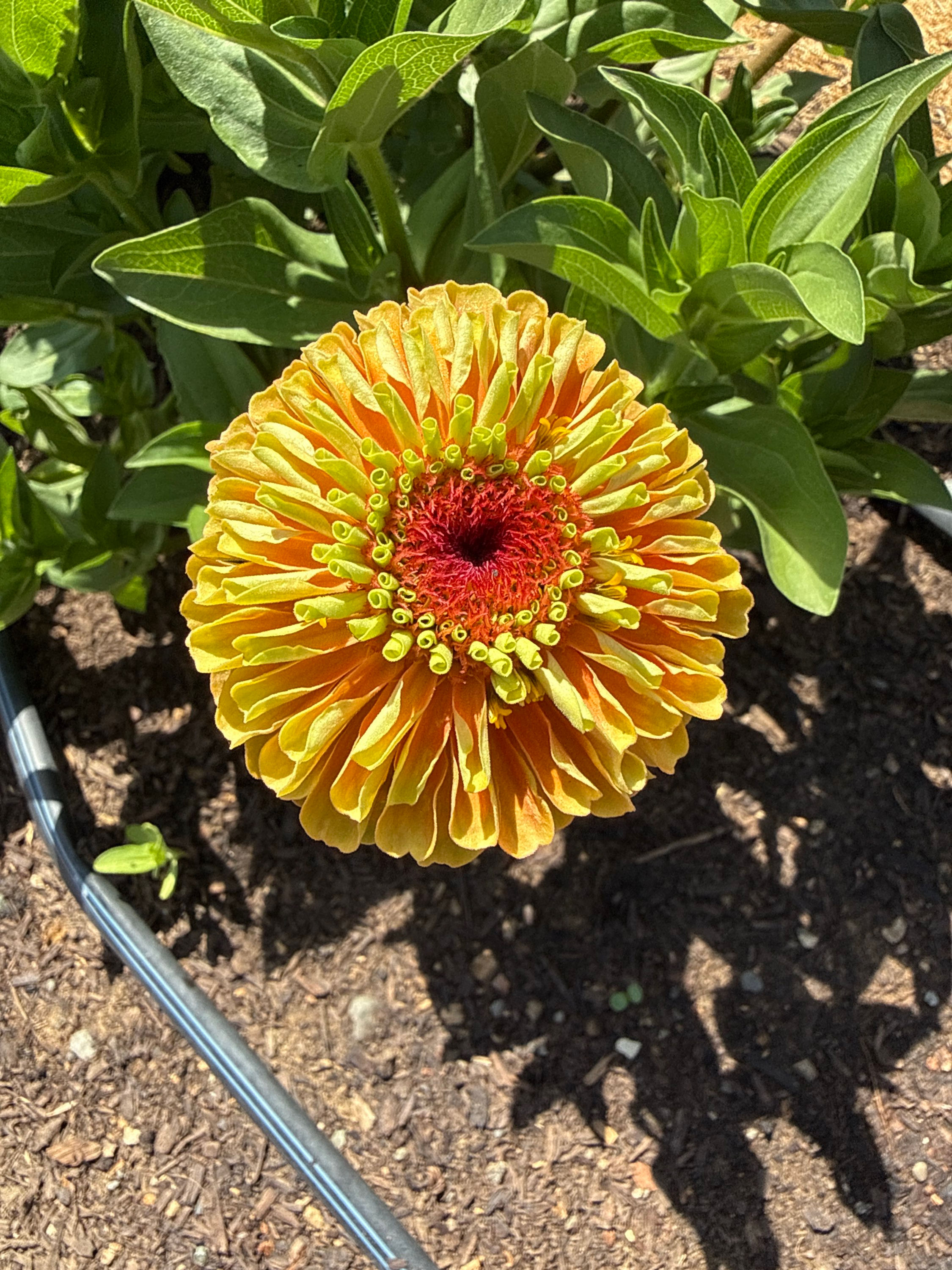 Queen Lime Orange Zinnia