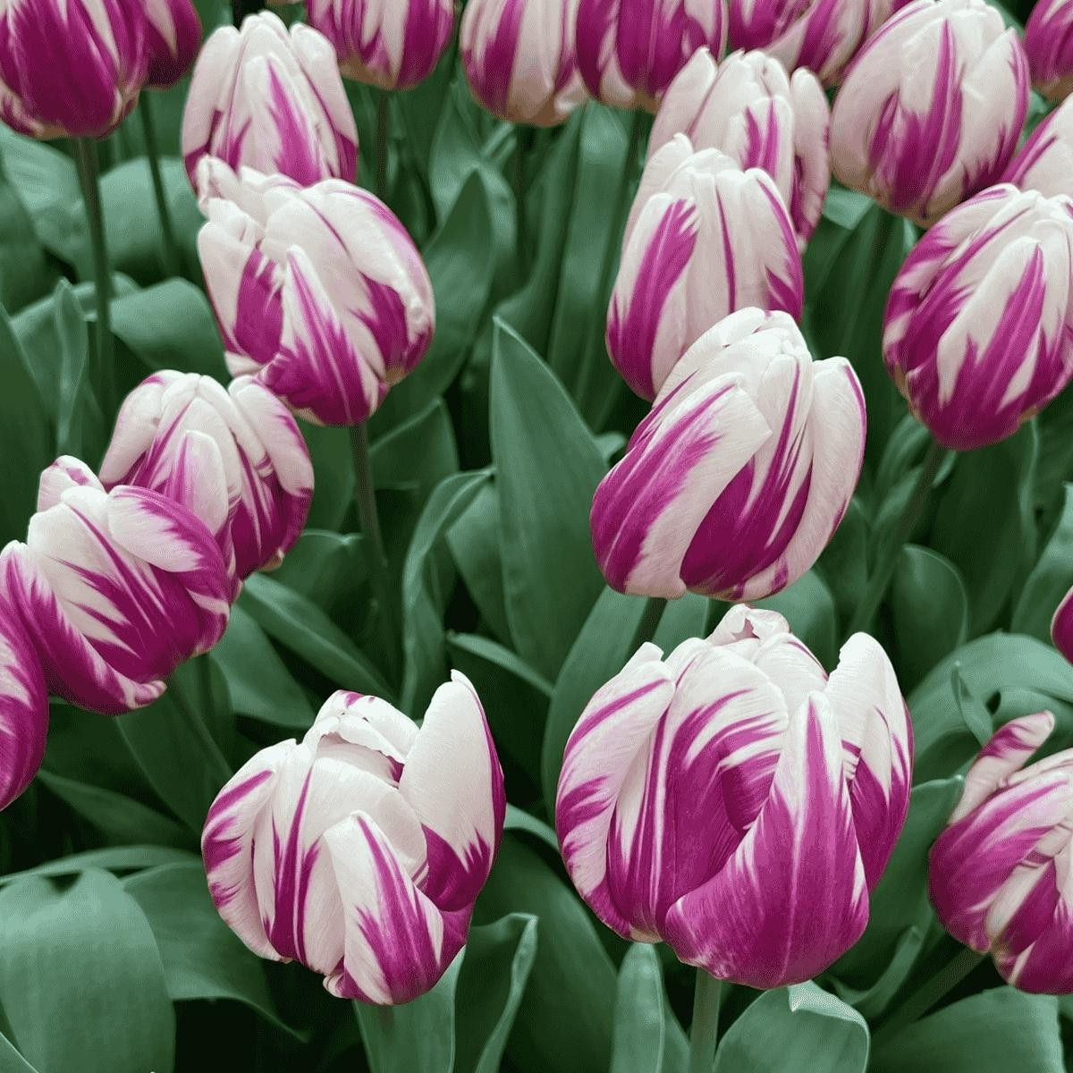 Tulip 'Happy Feet'