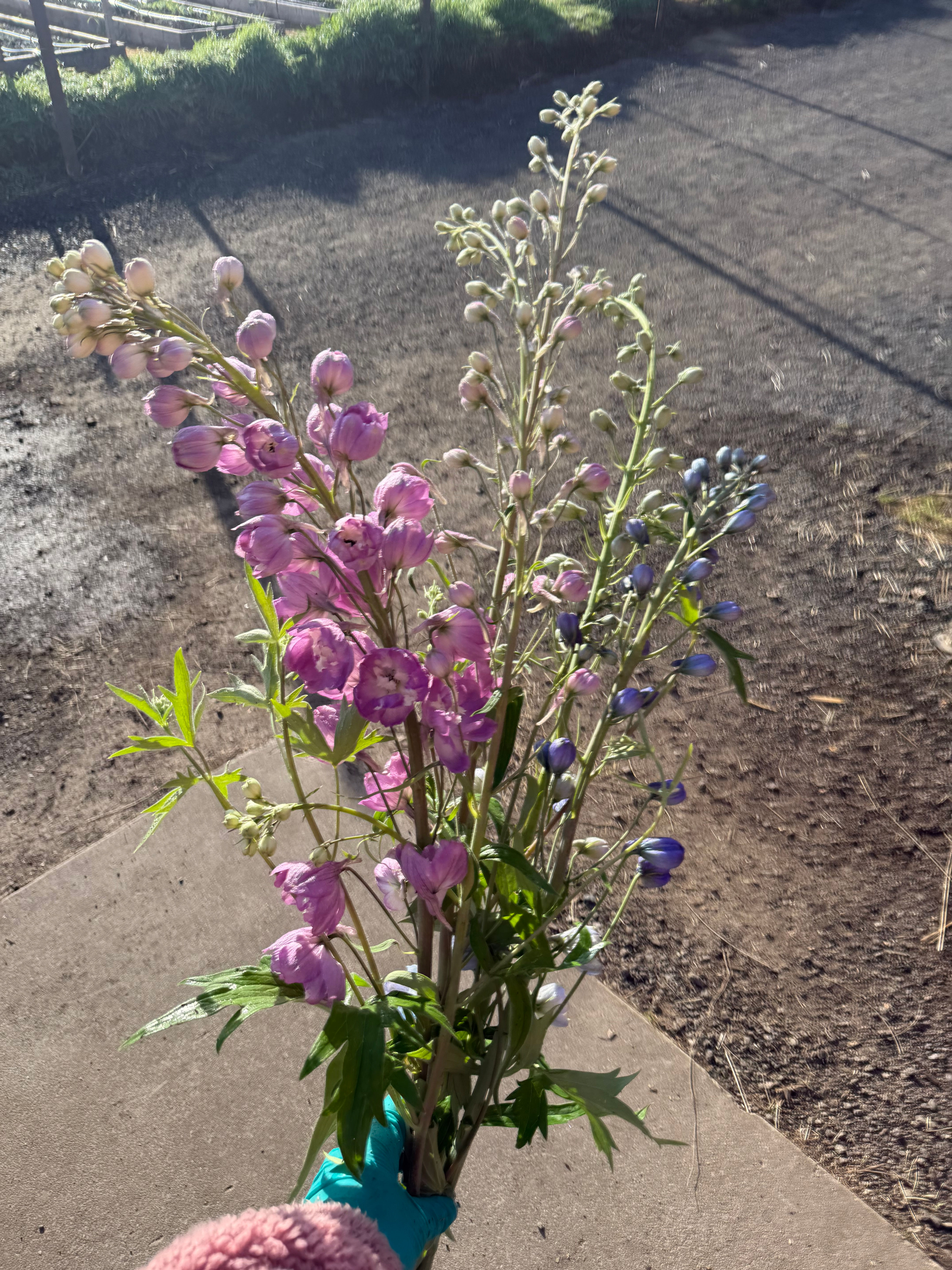 Delphinium 'Guardian'