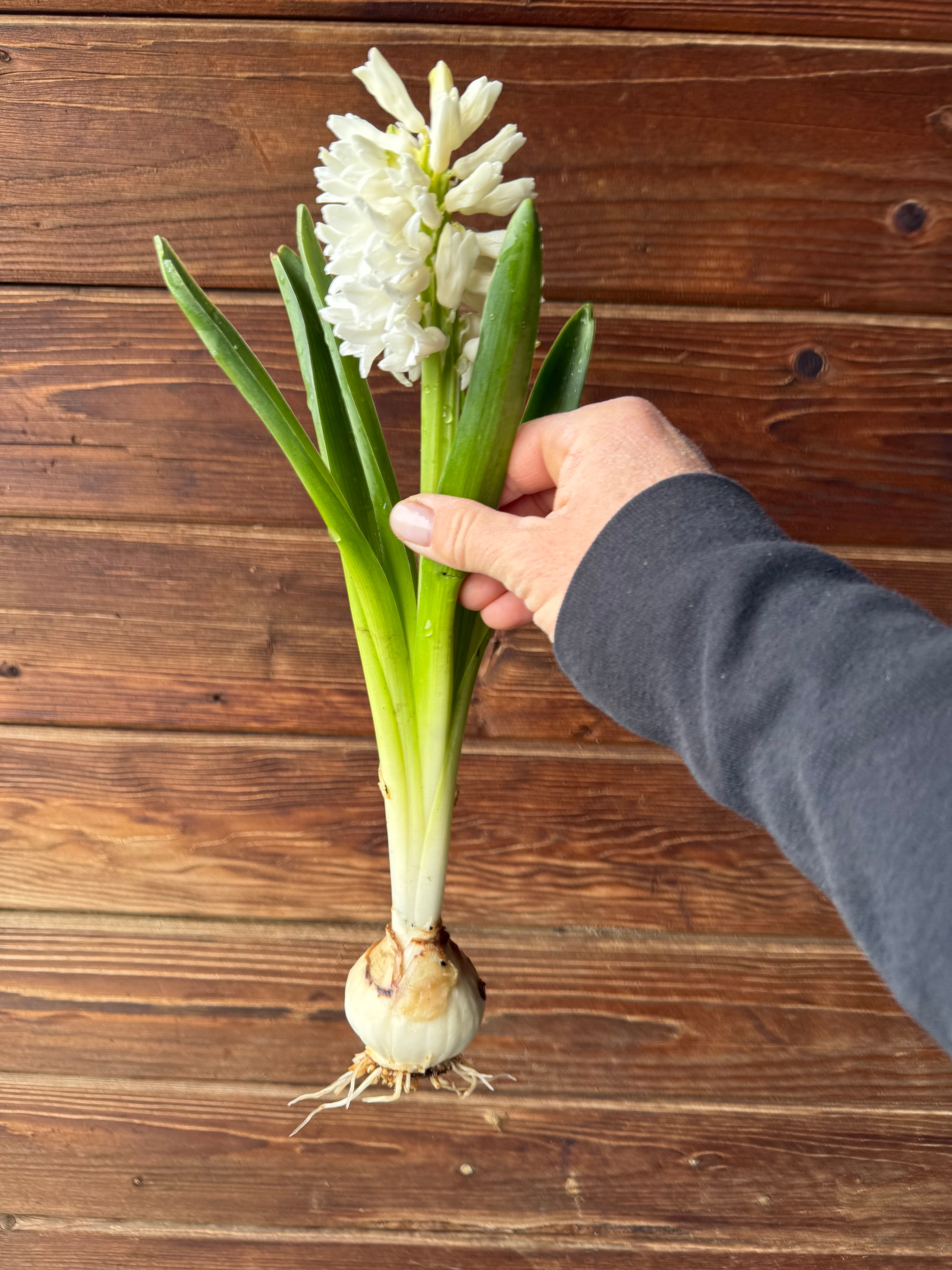 Hyacinth 'Top White'