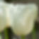 Maureen (Pre-cooled Bulbs)