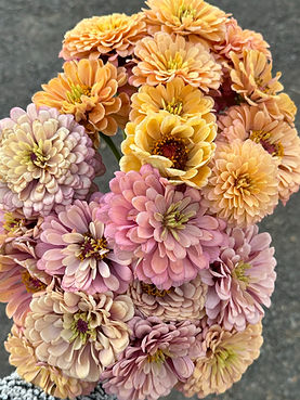 Dahlias, Amaranth, Marigolds, Rudbeckia, and Chrysanthemum at Bird Dog Farm in fall.