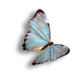 L'effet Papillon-6.png