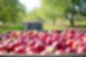 apples-1004886_1280.jpg