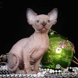 Tutsi’s Kittens 2025