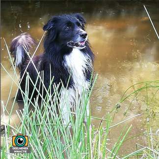 Foto hond ingestuurde deelname winactie