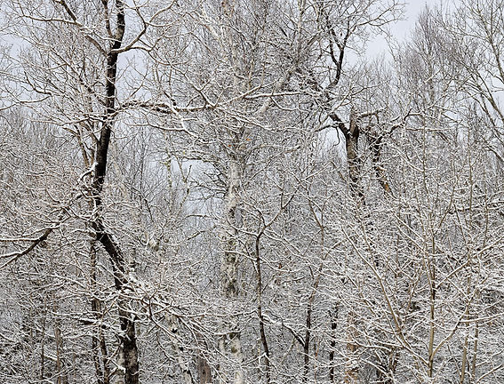 this is a winter img