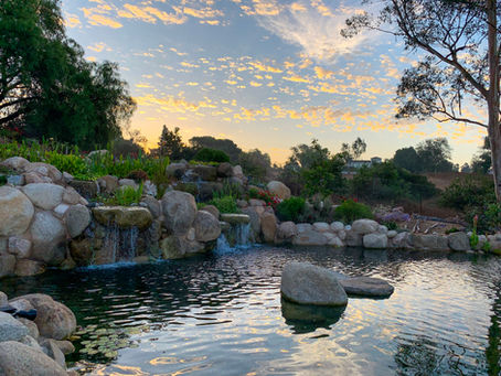 Dive right in to the swim pond