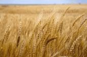 grain 2
