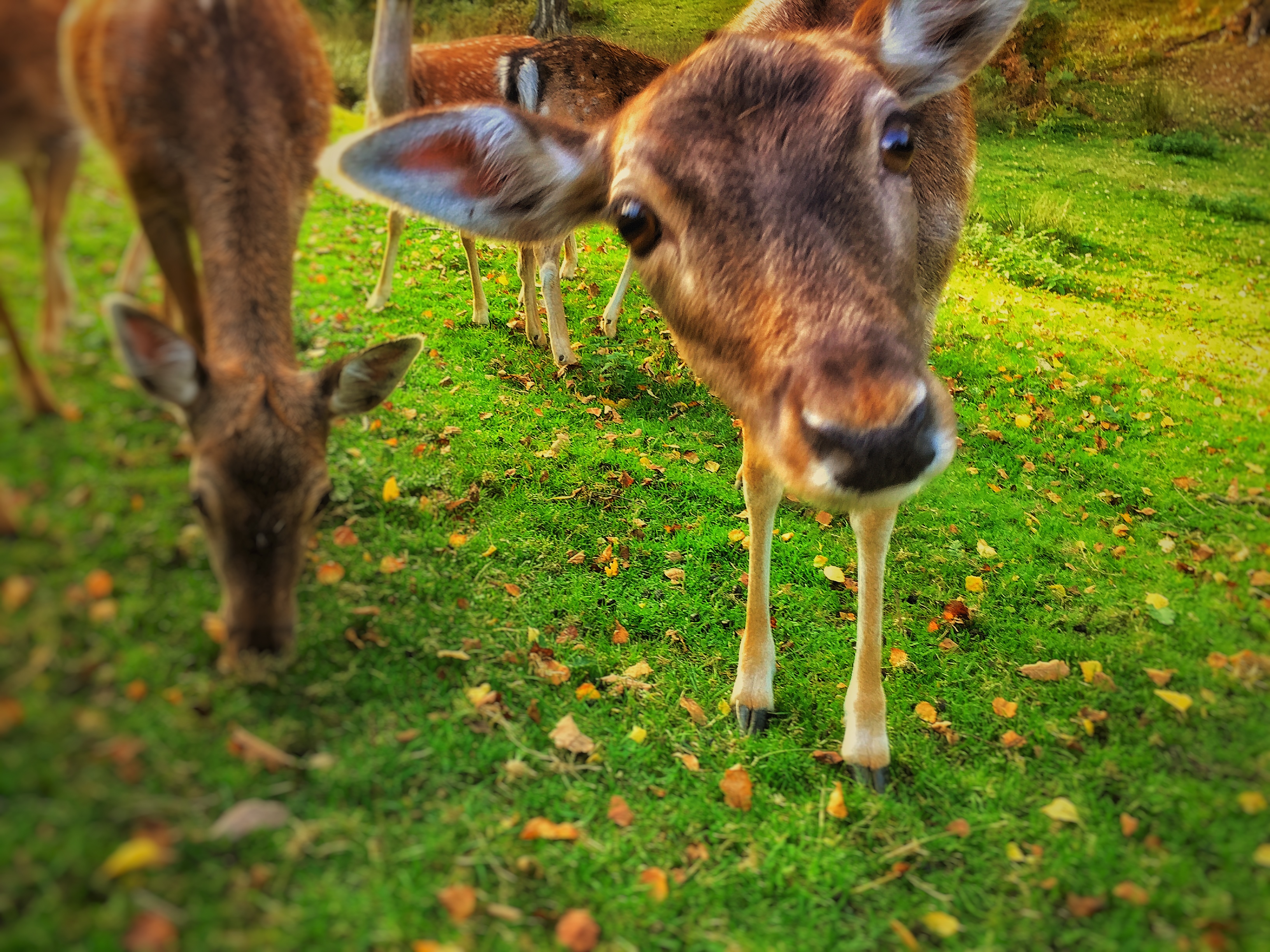 Photo 11-10-2015, 08 40 40