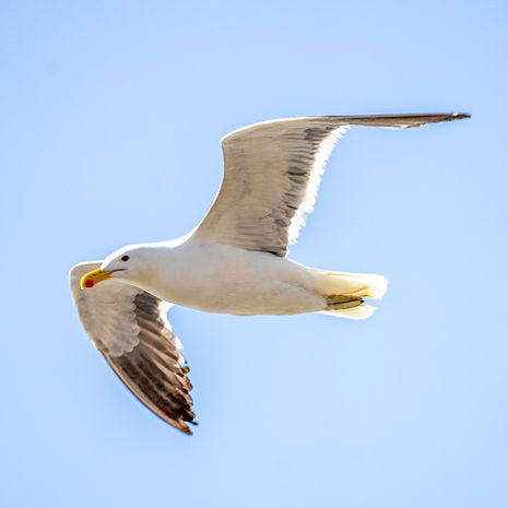 Gaviota