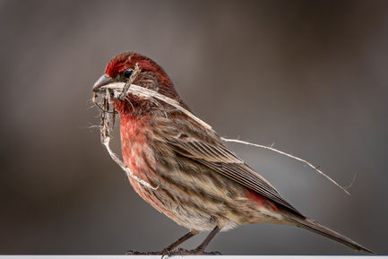 House Finch