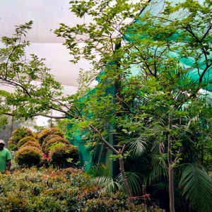 Janeens Greens Nursery