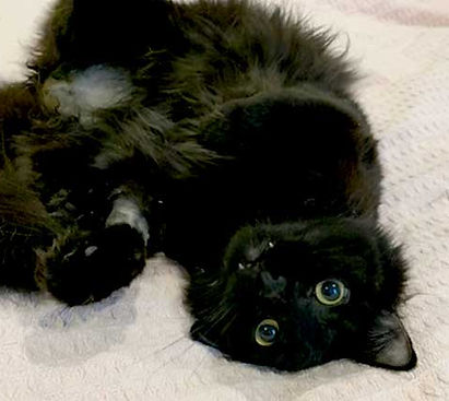 black cat laying down in Philadelphia PA