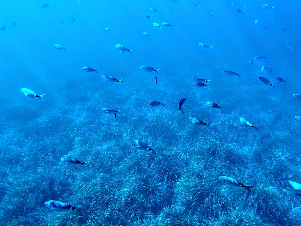 Spiaggia di Cala Fredda e Spiaggia di Cala Minnola - Levanzo, frazione di Favignana (TP) - Isola di Levanzo e Isola Formica nelle Isole Egadi - Sicilia