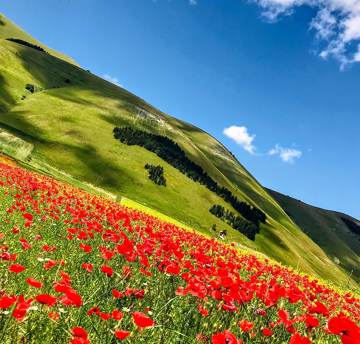 Flowering of Pian Grande and Woods Italy - Castelluccio di Norcia (PG) - Umbria