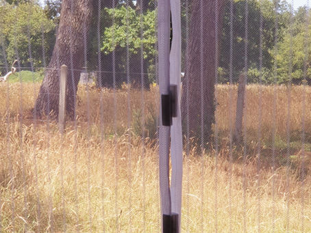 Carte postale au vent : chronique d’une méduse nomade