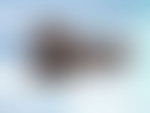 Walrus from Space Survey – Citizen Scientists needed!