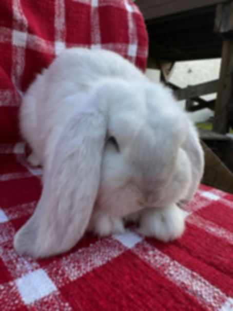 French Lop Buck- Frosted Pearl B4 