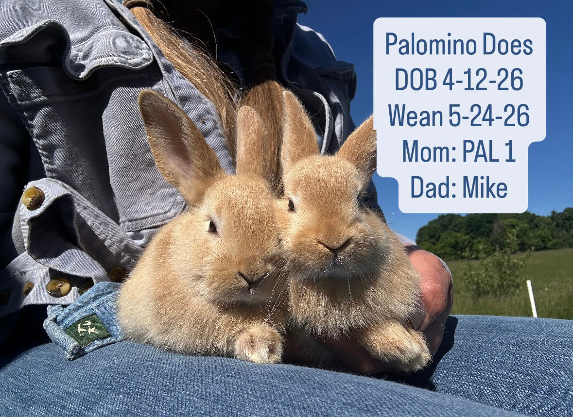 Palomino Doe
