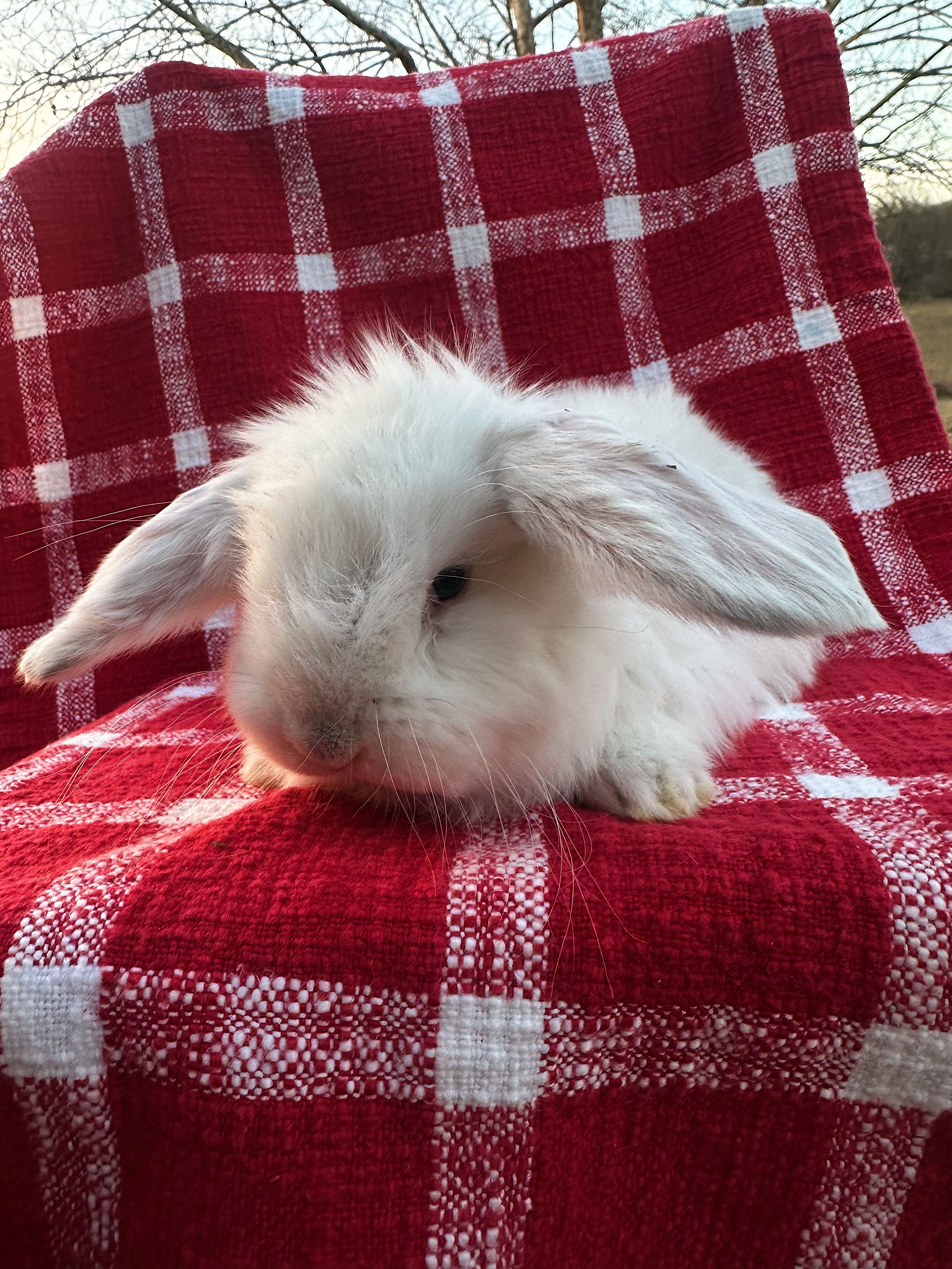French Lop Buck- Frosted Pearl B2