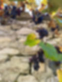 grapes 2.jpg