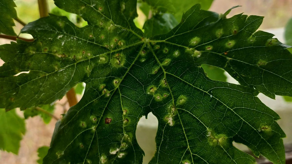 El Hierro se une al plan de choque para erradicar la filoxera en Canarias